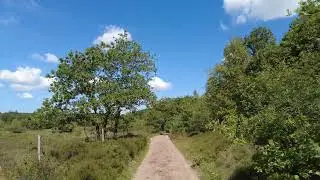 A Summer Walk in the Danish Countryside