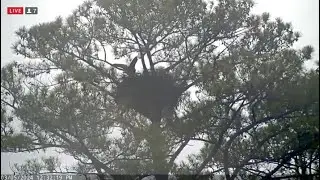Berry College Eagles~Morning Shift Change-Pa Does Shake The  Rain Off Winging Dance_3/5/24