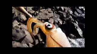 Southern Calamari Fishing & Tips.