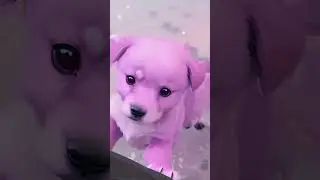 purple cute dog #dog #cute #funny #ai #shorts