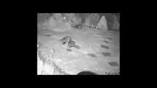 Baby badger cub stealing water bowl from garden