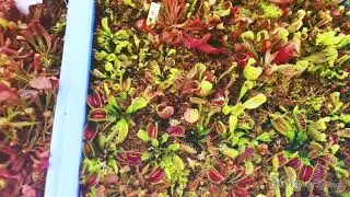 Singapore Venus Flytrap Community!