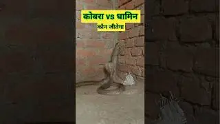 कोबरा vs धामिन #shorts #shortvideo #viral