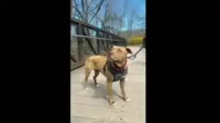 Video of adoptable pet named Cinnamon