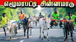எழுமாபட்டி சின்னமாடு  14/*01/2026 #krish_studio_kattumavadi