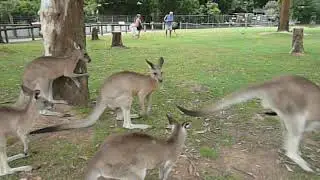 VLOG TROTTER AUSTRALIA : Kangaroos at Koala Lone Pine Sanctuary