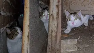 I’ve Been Feeding This Cat Family for Over a Year. They Still Don’t Trust Me | Most Timid Stray Cats