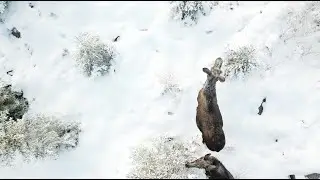 Extreme Nordic Wildlife- 4K Dji drone- Moose feeding in cold winter Sweden.