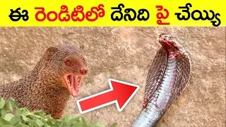 Snake vs Mongoose (Who Wins) ||Top 10 Interesting Facts In Telugu || Nikytes