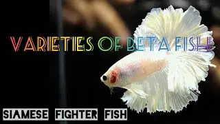 Varieties of BETA Fish | Different types of 'siamese fighter fish' |
