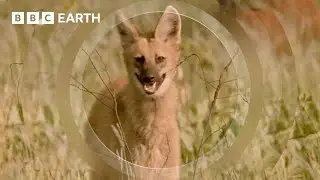 The Rare and Elusive Maned Wolf | How Nature Works | BBC Earth Kids
