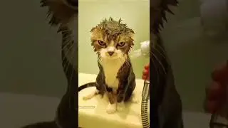 Funny cat videos  #funnycats #cutecats #petsfunnyvideos #cutecatclips #funnypets #petcatvideos
