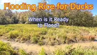 Time to Flood the Rice for Duck Hunting | Waterfowl Impoundment