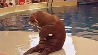 walrus show