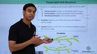 Class 11th – Fungi - Tissue and Cell Structure | Biological Classification | Tutorials Point