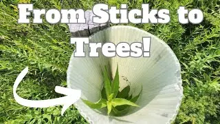Planting Fast Growing Free Trees for Deer (Pt. 2)