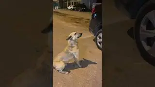 🇲🇦 Street Dog Gets Big Bone 🦴~Hatchi #ytshorts #momof4reacts #morocco #dog #fyp