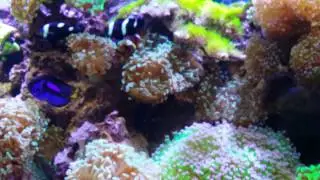 Clown fish being funny