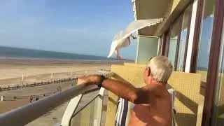 De meeuw...... bijna een huisdier