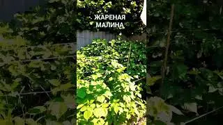 #shorts  ЖАРА +40 #домдача #июнь #малина