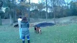 MOV00223