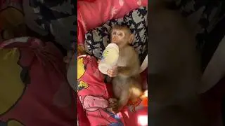Adorable baby monkey Mamo breastfeeding milk before go bed with baby monkey kaka #animals #monkeys