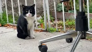Street Cats Fought Over One Bowl &mdash; This Hurt to Watch 💔