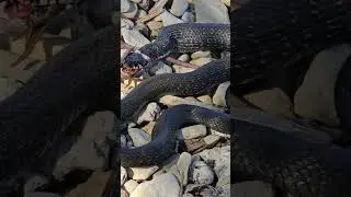 Как кушает змея? Смотрите в видео! #змея #природа #путешествия #snake #bigsnake #snakeeat #travel