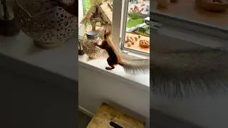 Tasty Dinner. Вкусный ужин.