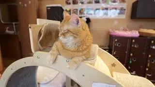Легковесная принцесса Hime и Kohaku