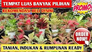 Tempat Luas Banyak Pilihan Aglaonema‼️ Tanian, Induk, Rumpunan Ada ~ 94