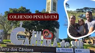 COLHENDO PINHAO EM CAMBARA DO SUL - RS