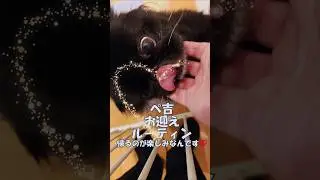 ぺ吉　お帰り！全開！納得しないと終わりません。