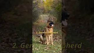 Top 10 Most Popular Dog Breeds in the World