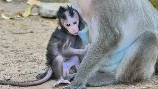 So adorable little baby Jagger try to get milk mommy after play on ground tired.