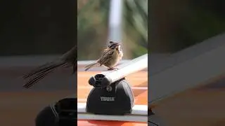 Rufous-collared Sparrow sings up a storm in Heredia Costa Rica #birdsounds #birdsong #naturesounds