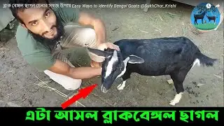 ব্লাক বেঙ্গল ছাগল চেনার সহজ উপায় Easy Ways to Identify Bengal Goats @SukhChor_Krishi
