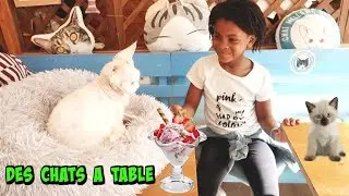 DES CHATS &Agrave; TABLE on teste les bars &agrave; chats de paris !