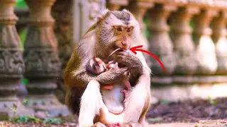 Elderly Monkey Mom’s Heartwarming Care for Her S!ck Newborn 💕