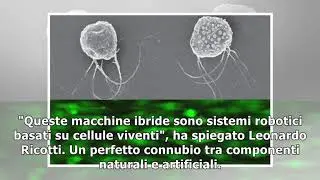 I robot ibridi, macchine con cellule viventi - scienza & tecnica