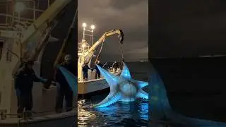 They Found a GLOWING Giant Starfish! 😱💙✨ #glowingstarfish #giantstarfish #viralshorts #trendingnow