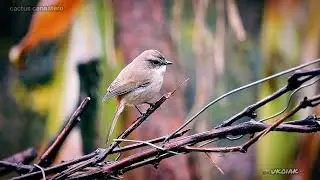 small Bird 🐦 &nbsp;cactus canastero 🐾 #wildlife #nature #vibes #uttarakhand #bird #video #photography ❤️
