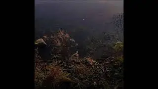 Fj&auml;der - Ropa Mitt Hj&auml;rta [Virvelvind]