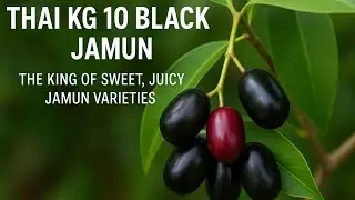 Thai kg 10 black jamun plant farming and plant available 9564790082=8670801062