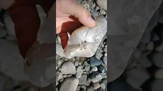Rockhounding The Yellowstone River For Agates #thefinders #youtubeshorts #rockhounding #406 #agate
