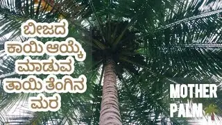 Tiptur Tall Coconut Mother Palm @d.lingappacoconutfarm