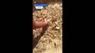 Pt1 Getting leaves to make soap in the village #Villagelife#lifestyle#youtuber