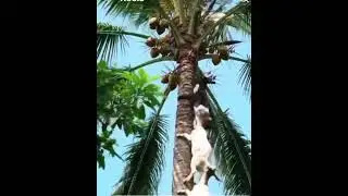 Goat Climbing on the Coconut Tree #farmers #farmerlife #goatfarming #goatlife