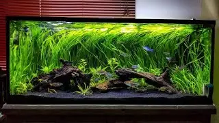 Como ter plantas em aquario