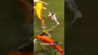 Winter Essential Temperature Tips for Koi